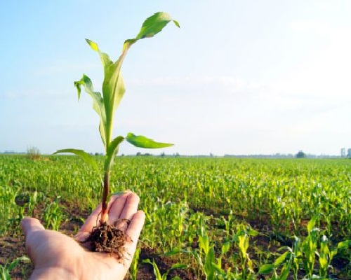 agriculture